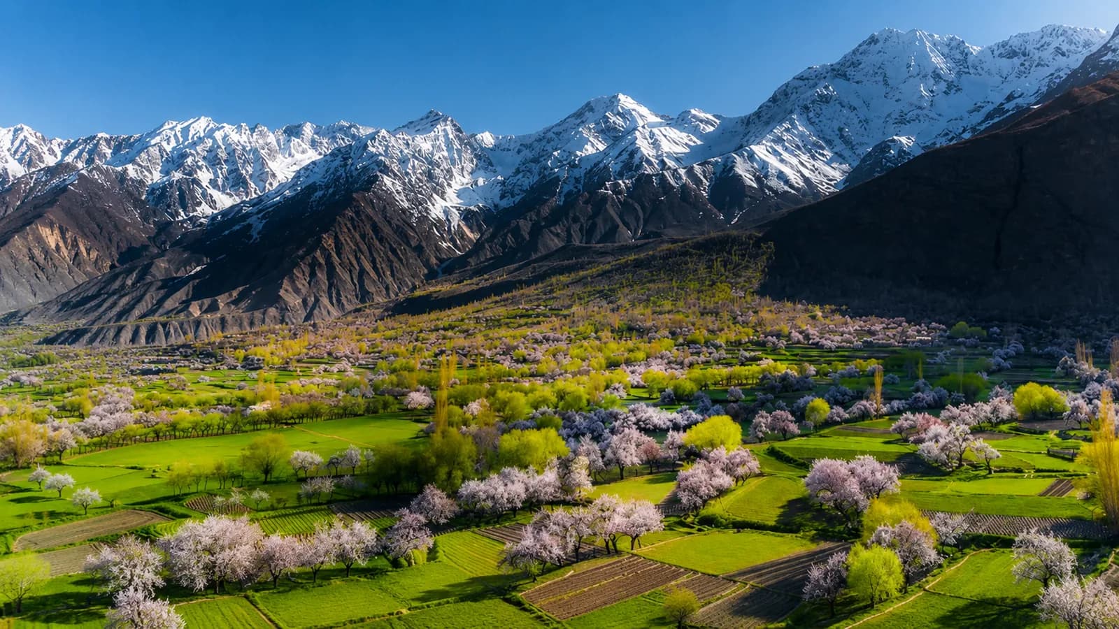 Apricot blossom across a Karakoram valley